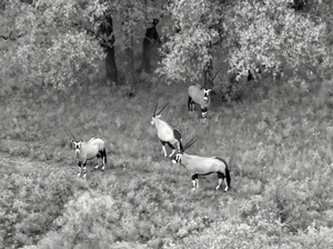 Gemsbok